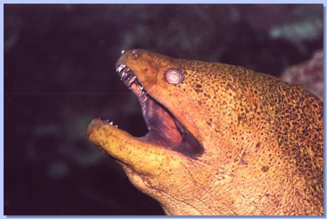 27 - Moray Eel.jpg