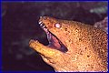 27 - Moray Eel.jpg