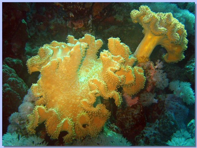 Coral sarkofiton 2.jpg