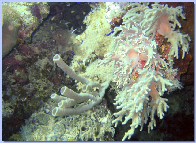 Gupka-sifon & olenij rog.jpg