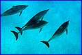 Delfini 2.jpg