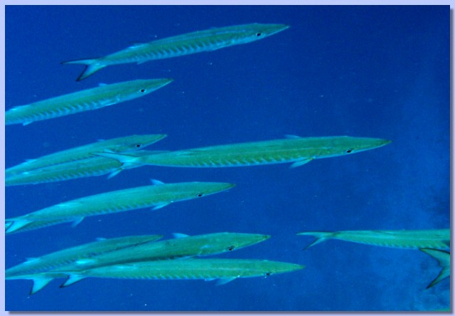 Barrakudi.jpg