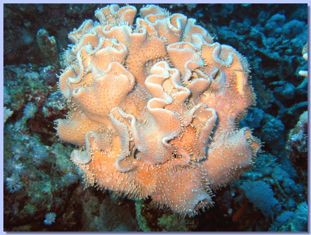 Coral sorkofiton 1.jpg