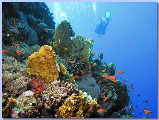 Coral turbinarija.jpg