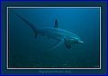 148 Thresher Shark.jpg